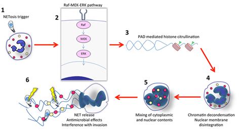Outline of NET formation. (1) Initiation of NETosis generally occurs ...