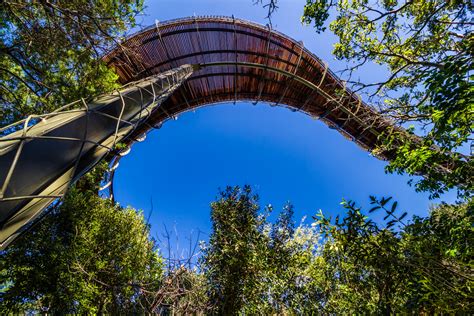 Gallery of Kirstenbosch Centenary tree canopy walkway / Mark Thomas ...