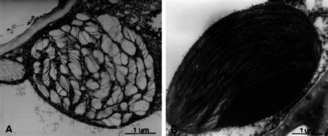 Ultrastructural detail of mesophyll cell chloroplasts from a plant kept ...