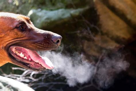 Dog Breath? Bad Breath Isn't Actually Normal for Healthy Dogs - The ...