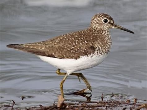 Solitary Sandpiper Overview, All About Birds, Cornell Lab of Ornithology | Sandpiper, Coastal ...