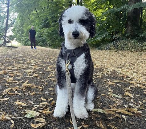 Sheepadoodle Training Tips (Pros and Cons)