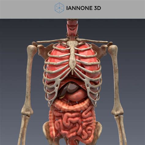 9 Ideas For Human Male Anatomy Organs 3d Model - Esl Mockup