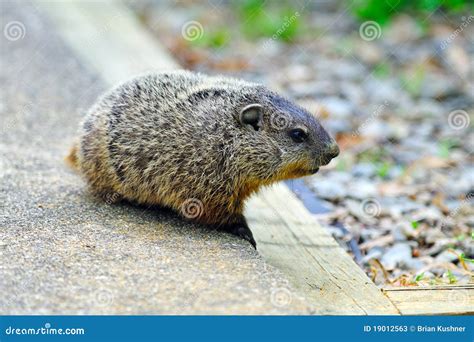 Baby Groundhog stock image. Image of mammal, ground, babies - 19012563