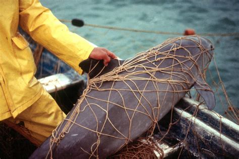 The Vaquita Might Not Withstand the Rising Chinese Market for Totoaba ...