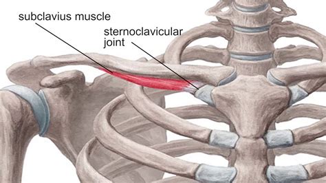 The subclavius is a small muscle... - NeuroKinetic Therapy