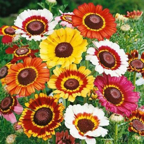 Garden Daisy Varieties | DIY