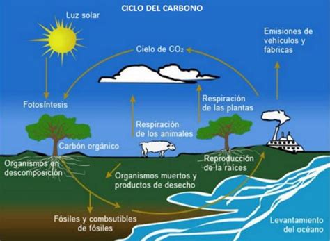 ¿Cómo es el ciclo del carbono? - Diarios ciudadanos