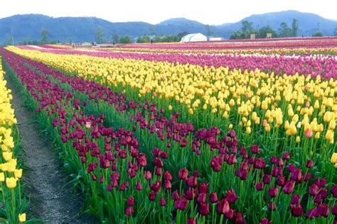 Abbotsford Tulip Festival | Lakeland Flowers, 39171 No 4 Road, Abbotsford | To Do Canada