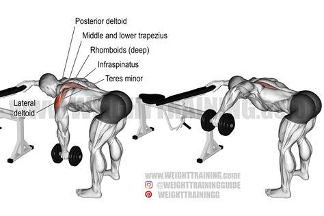 One-arm reverse dumbbell fly exercise instructions and videos