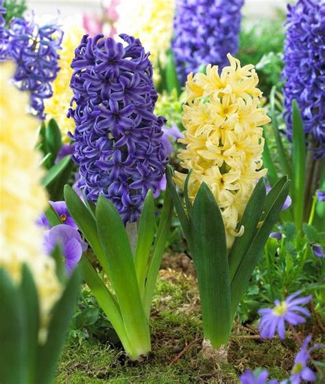 Fragrant Spring-Blooming Bulbs