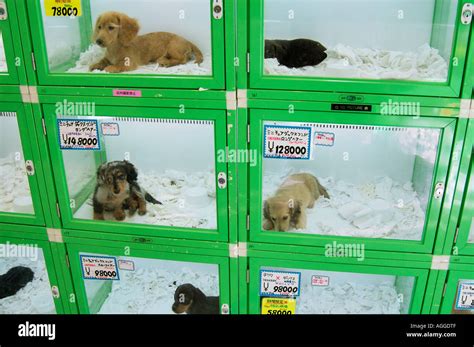 Where Do Pet Store Puppies Come From