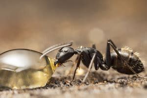 How to Prevent Ants | Ant Prevention Tips | Las Vegas NV