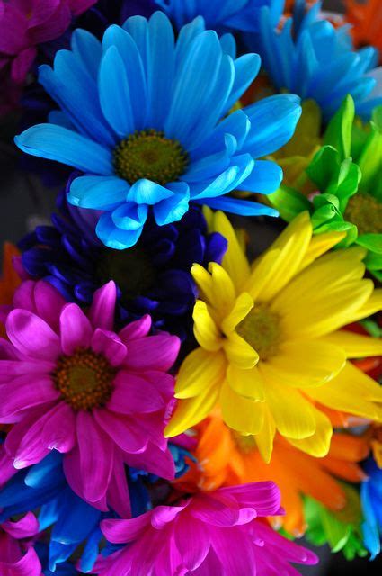 Colors Splash | Blue flower wallpaper, Colorful flowers, Flower pictures