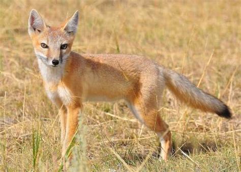 Swift Fox Facts for Kids • Kids Animals Facts