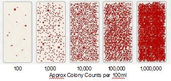 Food and Beverage Hygiene: Simple Microbiological Testing in the ...