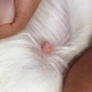 What Are Little Bumps On Dogs Skin