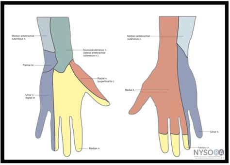 Hand Nerve Blocks — NUEM Blog