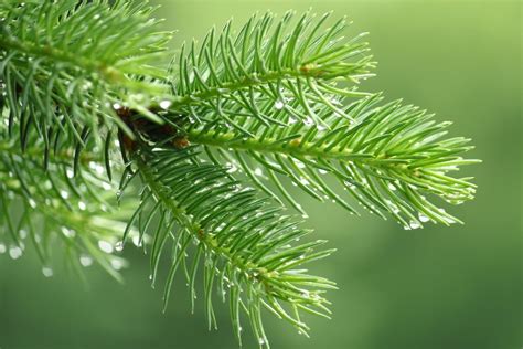 Tree Services: Cleaning Up Pine Needles | Reliable Tree Care