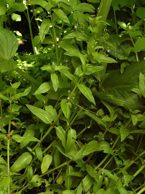 Veronica americana (American Speedwell): Minnesota Wildflowers