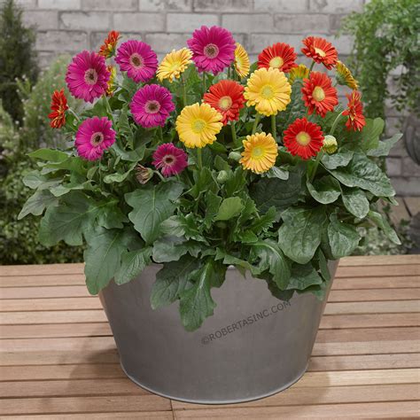 Sweet Series Garvinea Hardy Gerber Daisies 4 pc. | Gerbera, Flowers perennials, Flower pots