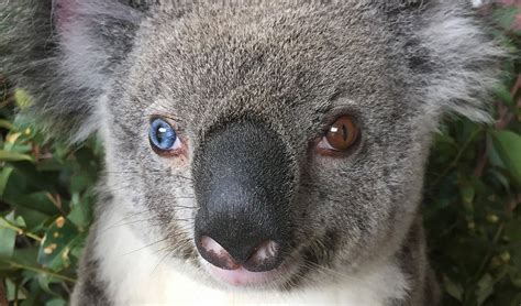 Meet Bowie, the koala with a special eye oddity - Australian Geographic