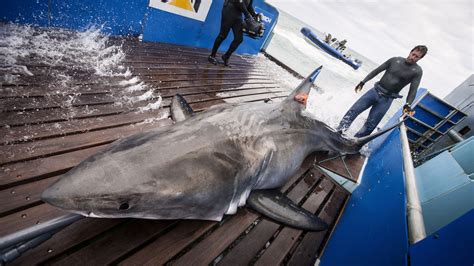 Meet A Global Shark Tracker | Chicago Tonight | WTTW