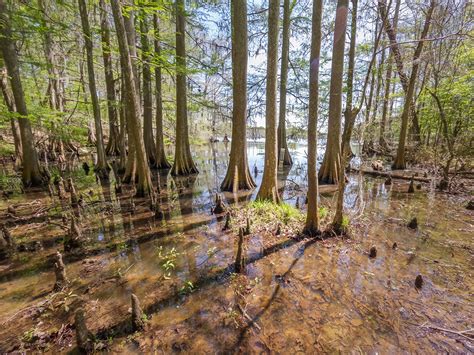 Chicot State Park for paddle and hiking adventure | The Heart of Louisiana