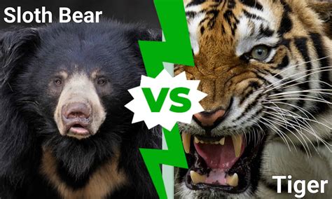 Sloth Bear vs Tiger: Who Would Win in a Fight? - Unianimal