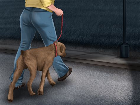 How to Walk Your Dog at Night: 14 Steps (with Pictures) - wikiHow