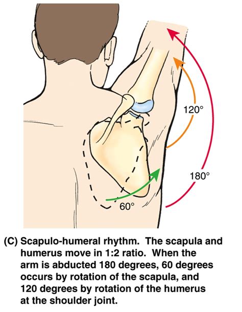 Image result for lateral rotation of scapula Yoga Anatomy, Human Anatomy, Hand Therapy, Massage ...