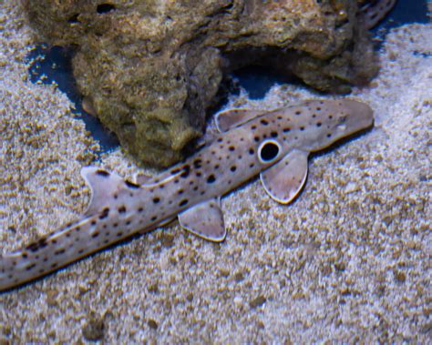 Epaulette Shark - The Living Planet Aquarium