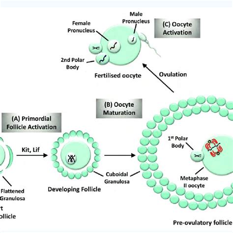 Diagrammatic representation of primordial follicle activation, oocyte... | Download Scientific ...