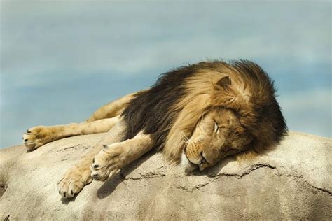 Top 15 Lion Facts - Types, Diet, Habitat & More | Facts.net