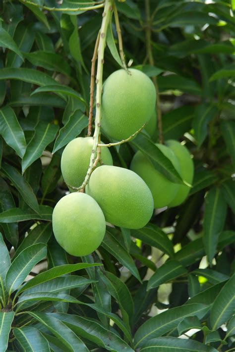 Free Images : mango, nature, green, food, plant, fruit tree 5472x3648 ...