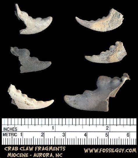 North Carolina: Invertebrate Fossil Identification for Aurora, NC: Fossilguy.com