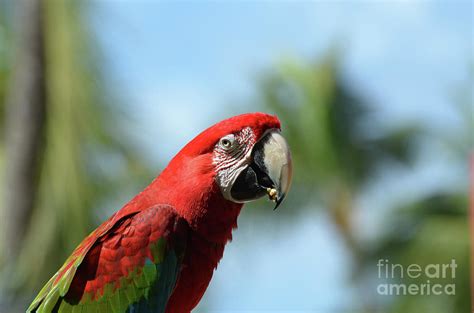 Scarlet Macaw Eating a Seed with His Beak Photograph by DejaVu Designs ...