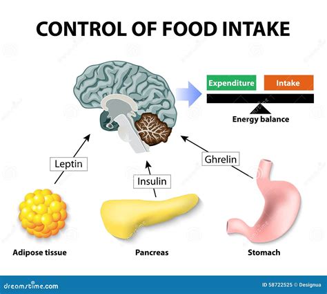 Ghrelin And Leptin Cartoon Vector | CartoonDealer.com #59125617