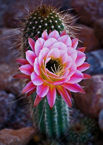 Pink Cactus Flower | Desert flowers, Cactus flower, Cacti, succulents