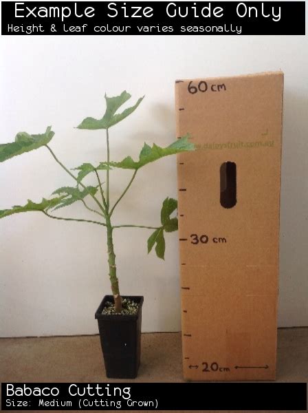 Buy Babaco Fruit Tree Plants (Carica pentagona)