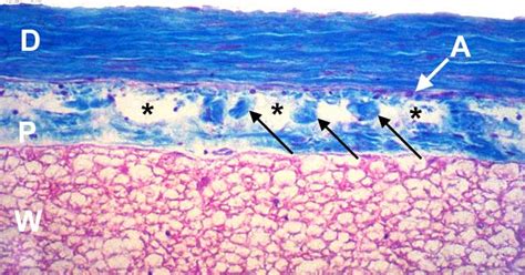 Lab 1 Neurohistology - Spinal Cord & Meninges