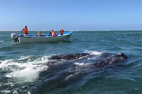 In Pursuit of Grey Whales at a Magdalena Bay Whale Watching Camp