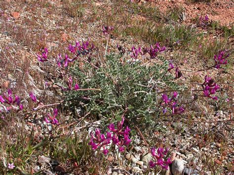 Astragalus (Fabaceae) image 11062 at PhytoImages.siu.edu