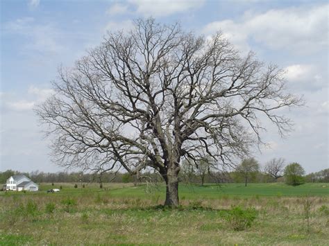 Bur Oak Plains - Michigan Natural Features Inventory