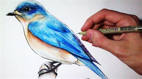 how to paint a blue bird and blue bird eggs - Google Search | Bird ...