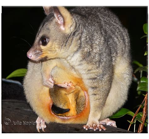 Top 105+ Pictures Images Of A Possum Latest