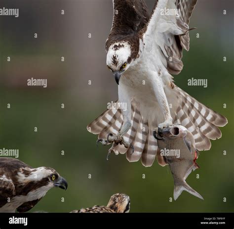 Osprey in Florida Stock Photo - Alamy