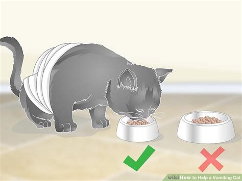 How to Help a Vomiting Cat: 14 Steps (with Pictures) - wikiHow