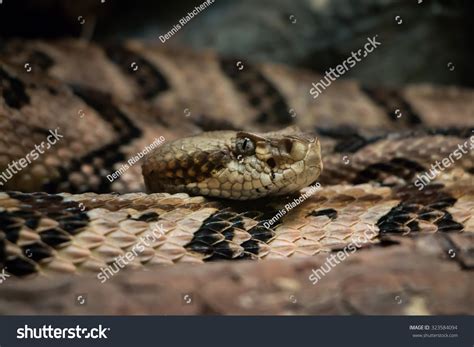 Timber Rattlesnake Fangs