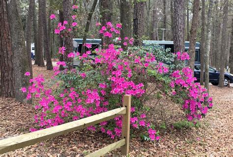 Colleton State Park, Walterboro, South Carolina – Me Pretty Bird